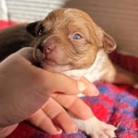 TESSY (ANIMALEA), chienne à adopter