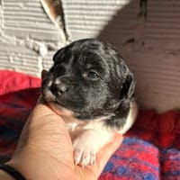 SHILOH (ANIMALEA), chienne à adopter