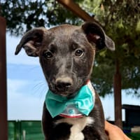 ONYX (Martina), chien à adopter