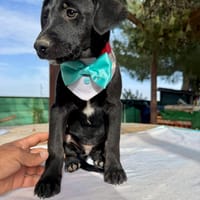 NOX (Martina), chien à adopter