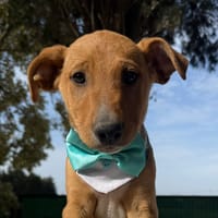 COOPER (Martina), chien à adopter