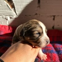 BENJI (Animalea), chien à adopter