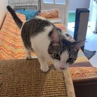 AMARINE, chatte à adopter