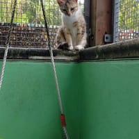 SYBILLE, chatte à adopter