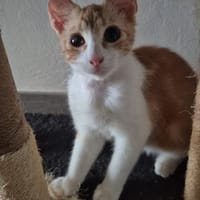 TAIGO, chat à adopter