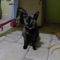 DUCHESSE, chatte à adopter