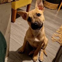 gucci, chien à adopter