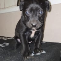baccara, chienne à adopter