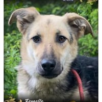 Ronda, chienne à adopter