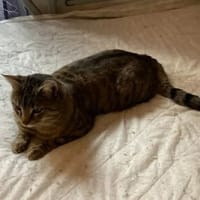 Ange, chat à adopter