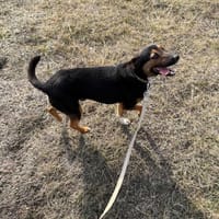 Pikador, pies do adopcji