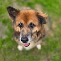 Moris, pies do adopcji