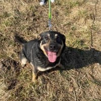 Mortadello, pies do adopcji