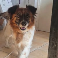 Płomyczek, pies do adopcji