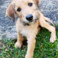 Youpi,bébé joyeux, chien à adopter