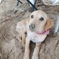 Siréna, la miraculée en pleine forme, chienne à adopter