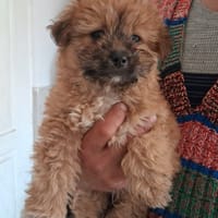 Choupie, chienne à adopter