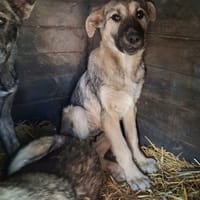 Playa, chienne à adopter