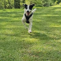 Vador l'adorable petit guerrier tripatte, chien à adopter