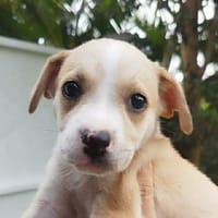 MAYA la belle, chienne à adopter