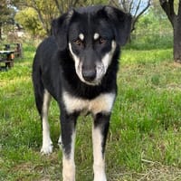 Poppy, chienne à adopter