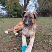 Phoenix, chien à adopter