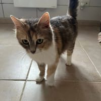 MUSCADINE, chatte à adopter