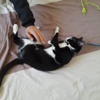 CHOUQUETTE, chatte à adopter