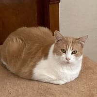 NEMO, chat à adopter