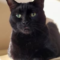 APOLLO, chat à adopter