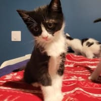 BENJI, chat à adopter