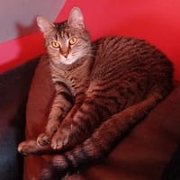 UMA, chatte à adopter