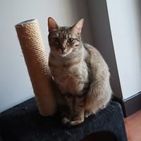 OPALE, chatte à adopter
