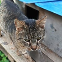 MR PATATE, chat à adopter