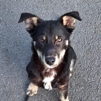Nero - kleiner Held sucht euch 🍀, Hund zur Adoption