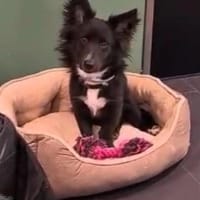 Limo möchte endlich ankommen..., Hund zur Adoption