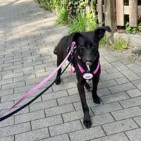 Jogi sucht seine Menschen 🐾🍀, Hund zur Adoption