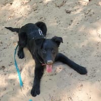 Emino sucht sein Für-Immer-Zuhause!💙, Hund zur Adoption
