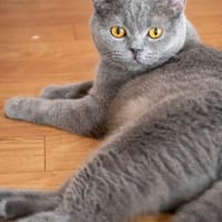 Gordo - hübscher Handicap Kater, Kater zur Adoption