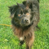 Moki - flauschiger Hundejunge 🍀, Hund zur Adoption