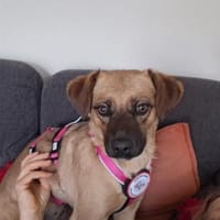 Lexi sucht ihr für immer Zuhause 😍🙏, Hündin zur Adoption