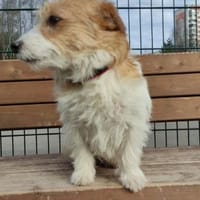 Ruhide Dame Ofina ist goldig!, Hündin zur Adoption