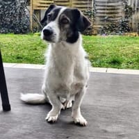 HENRY  ist ein bildschöner lieber Junge, Hund zur Adoption