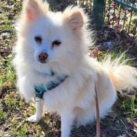 Roma sehnt sich so nach einer Familie..., Hündin zur Adoption