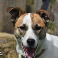 GIDA, Hündin zur Adoption