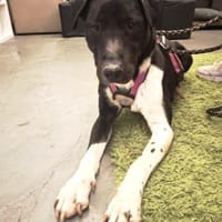 Ikem ein Special Hund sucht ein Zuhause, Hund zur Adoption