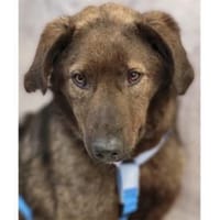 Owe - wartet in 66806 Nalbach, Hund zur Adoption