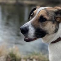 Jetty, neugierig, verspielt, aktiv sucht, Hündin zur Adoption