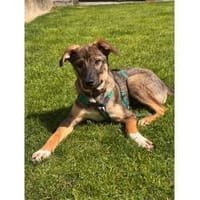 Pouch - wartet in 76477 Elchesheim-Illin, Hund zur Adoption