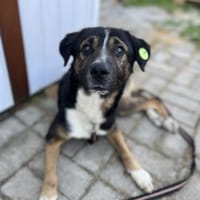 Elian - Toller Herzenshund sucht Zuhause, Hund zur Adoption